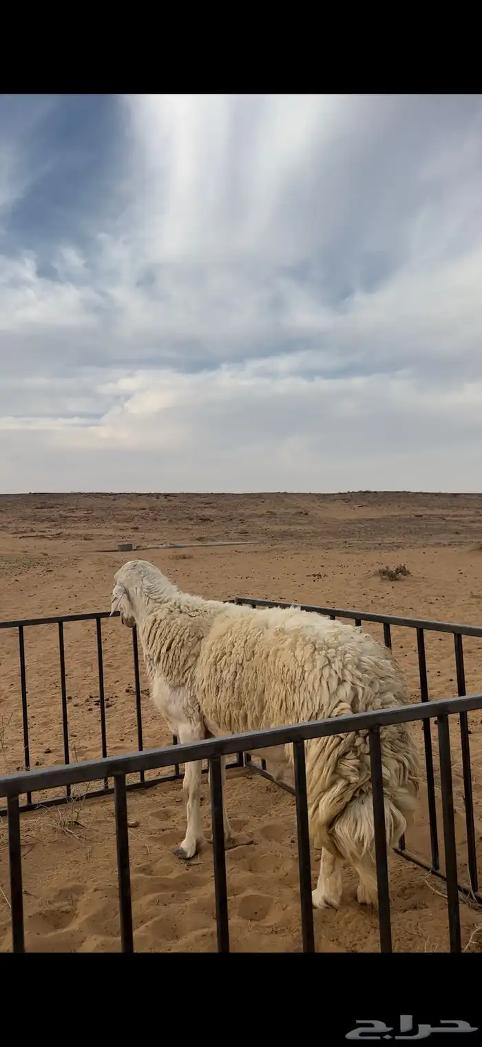 خروف حري صنف مشروط 1