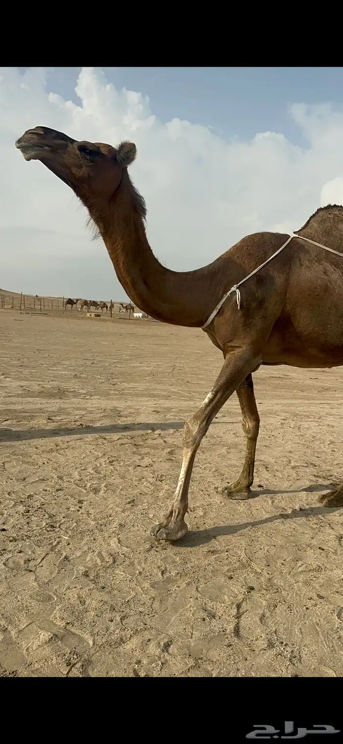 ناقه ساحليه خلفه حلابه تعبي طاستين ام 80 1