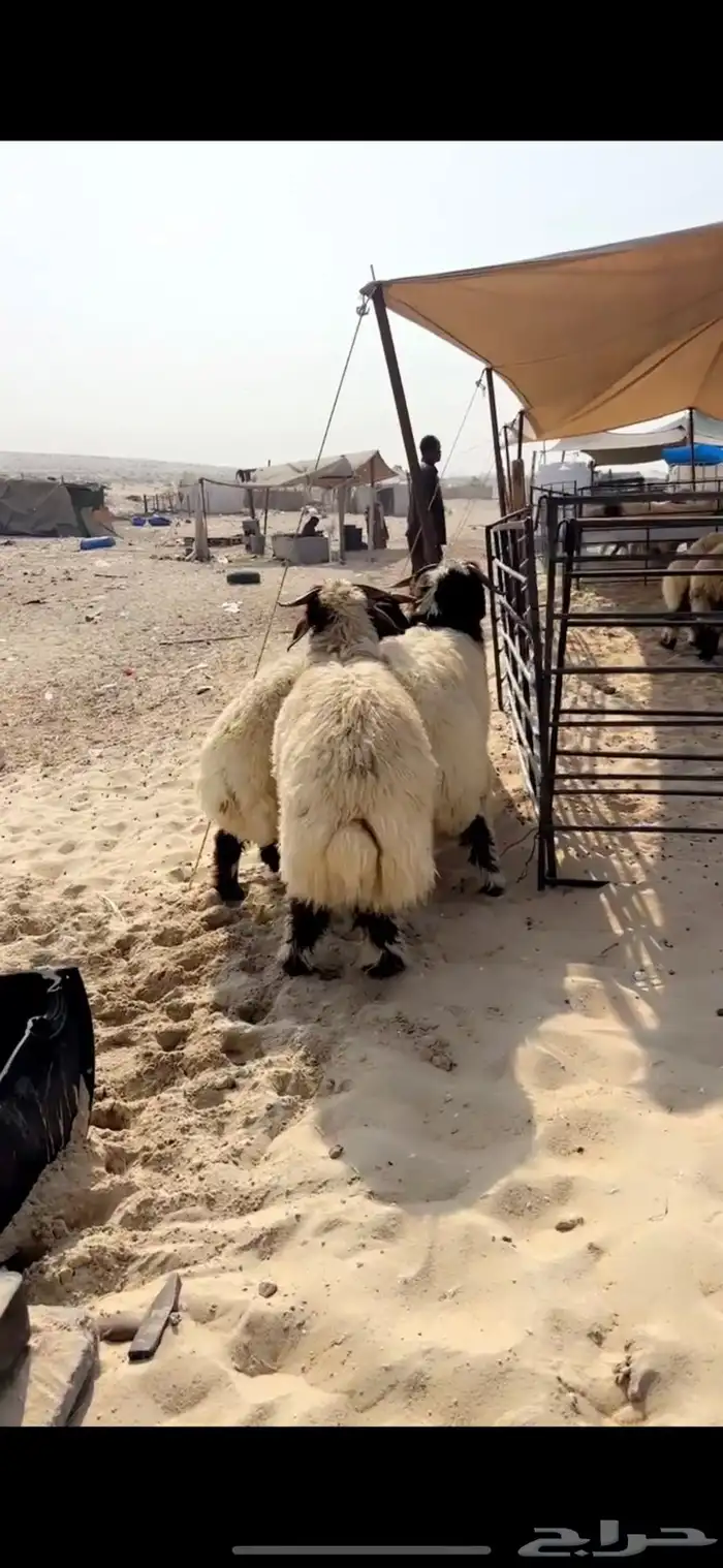 خرفان نعيم جذعان 6