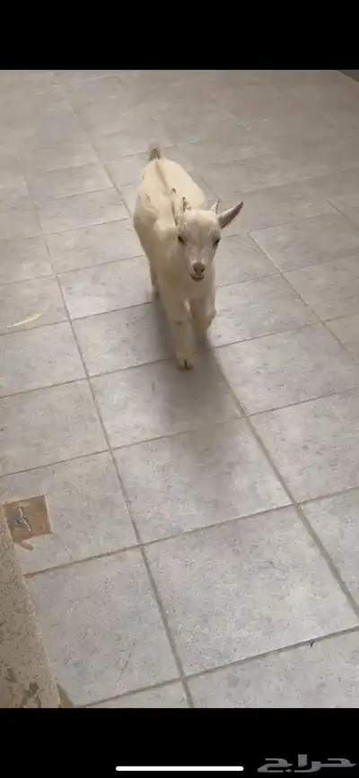 ماعز قزم index