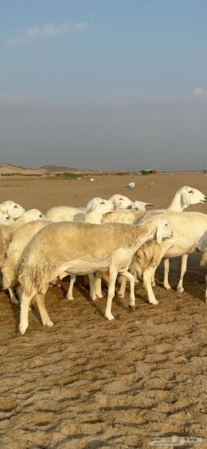 غنم حرية رخال دفيع مراح مقنوي 36 تحتها 1 بلفحل 17