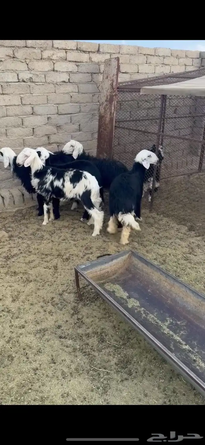 خروفين وثلاث رخال الخروفين فيهن ضعف والرخال فل شحم 2