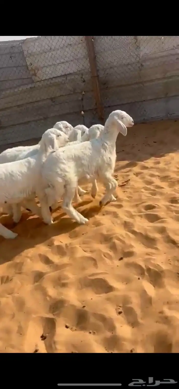 ذبايح هرفي حري الخرج 0