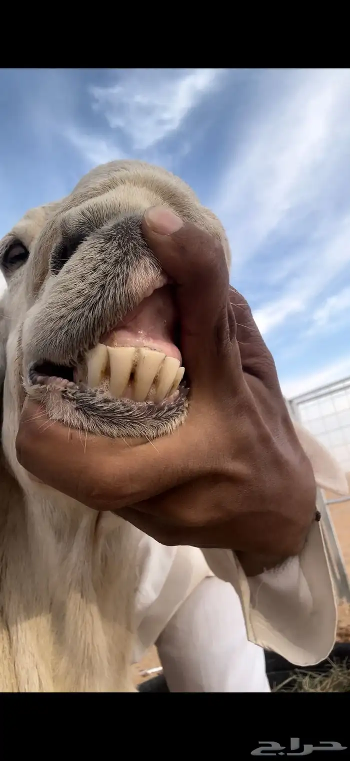 خروف حري صنف مشروط 7