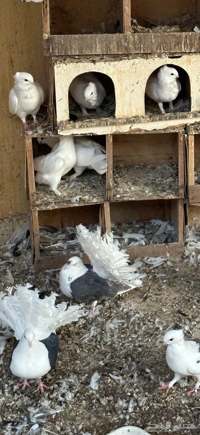 حمام رماني ابيض صك ومكاتيف 2