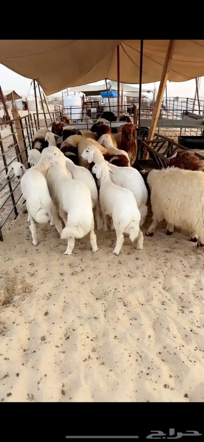 رخال حريات فل الفل 2