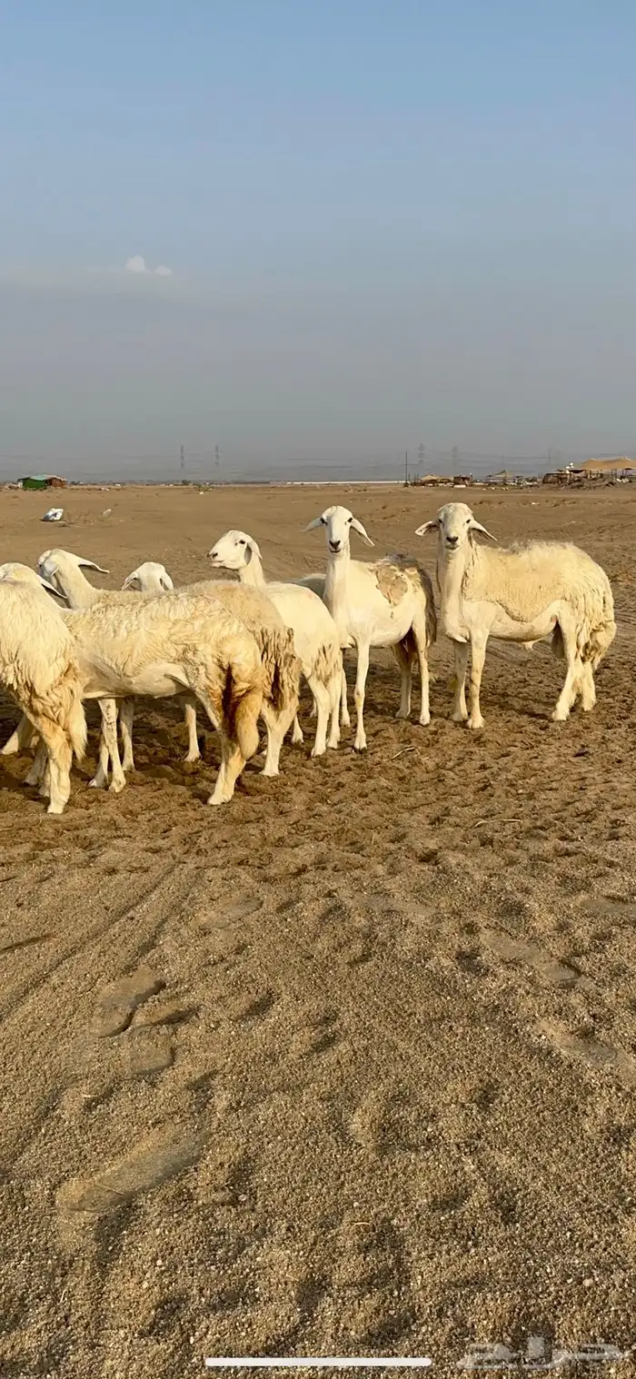 غنم حرية رخال دفيع مراح مقنوي 36 تحتها 1 بلفحل 10