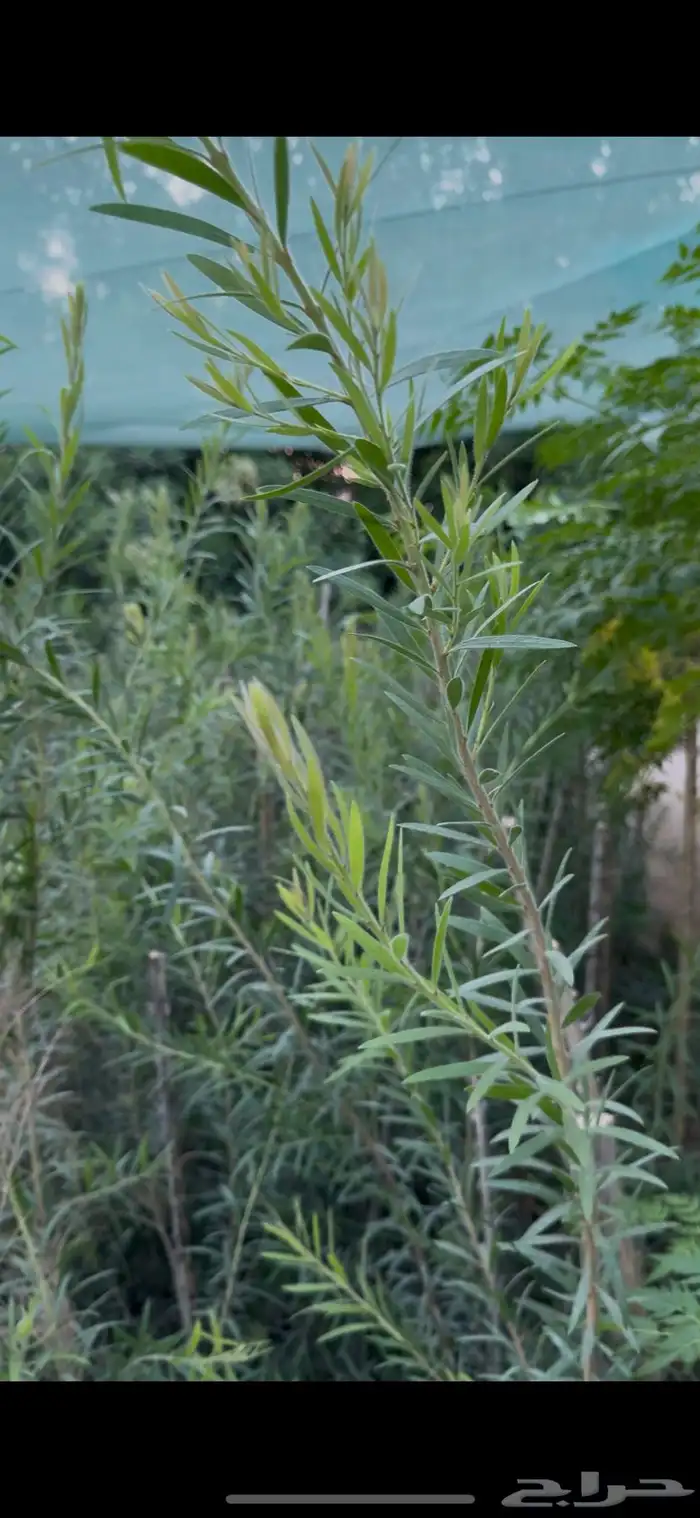 بكج تشجير حدائق 100 شتلة ب 400ريال   عرض تصفية 2