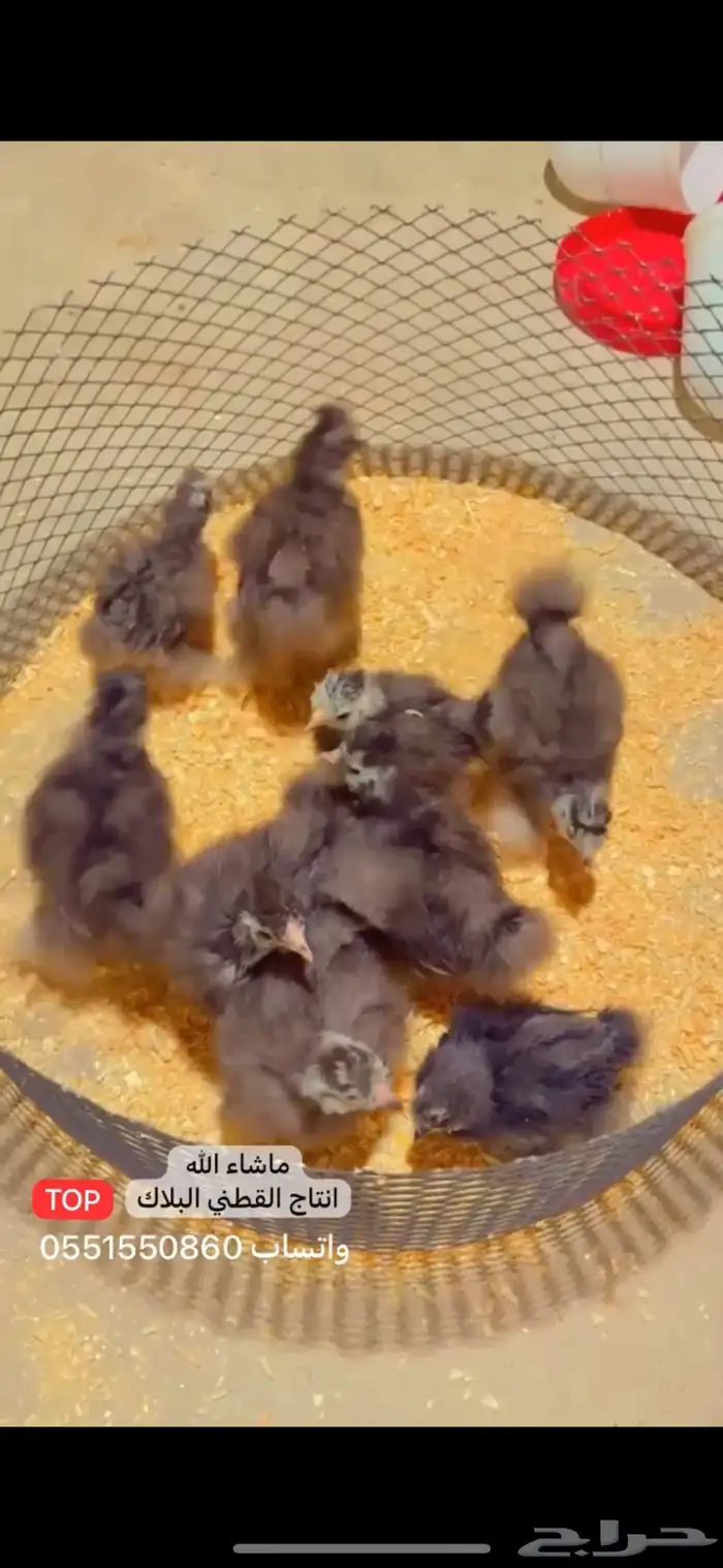 نوادر صيصان القطني البلاك TOP 0