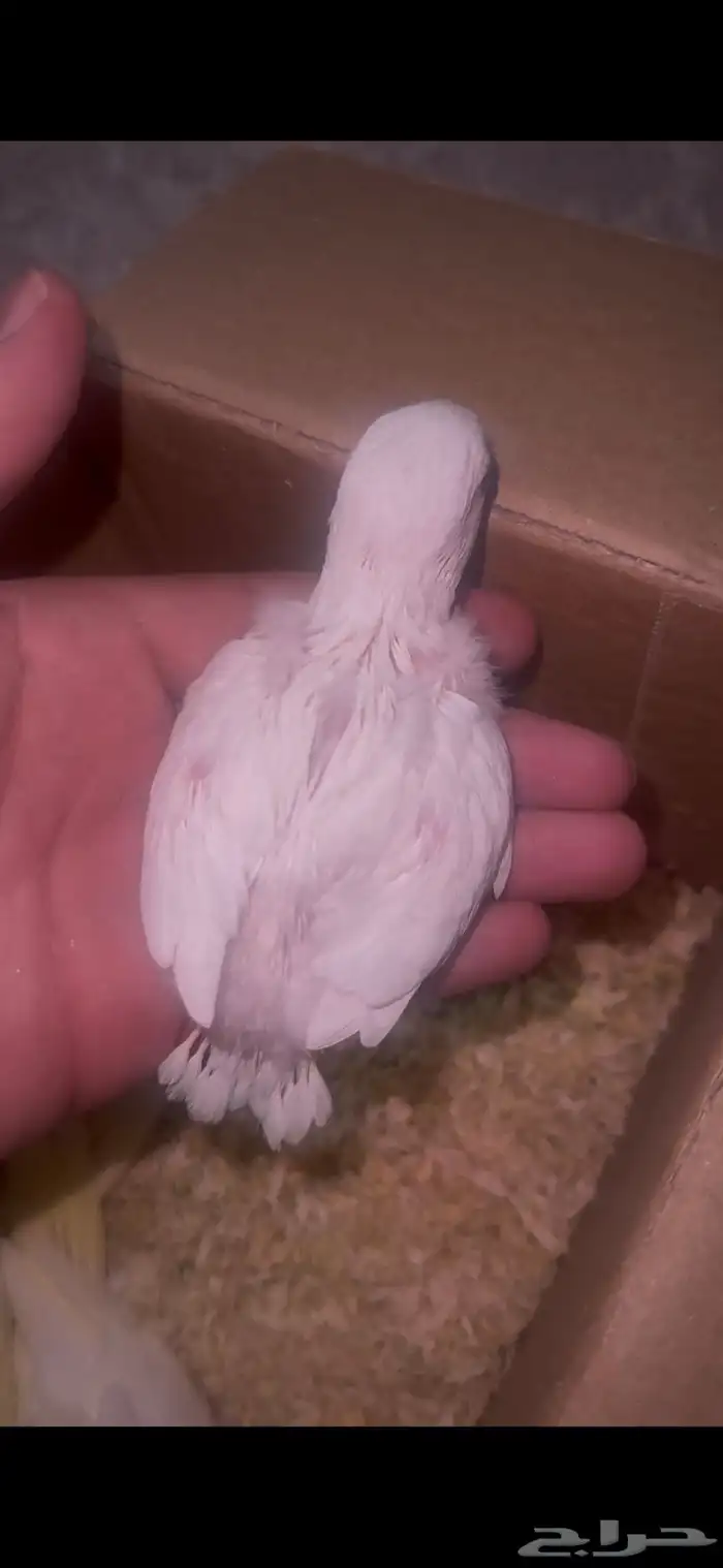 فروخ روز غر 0