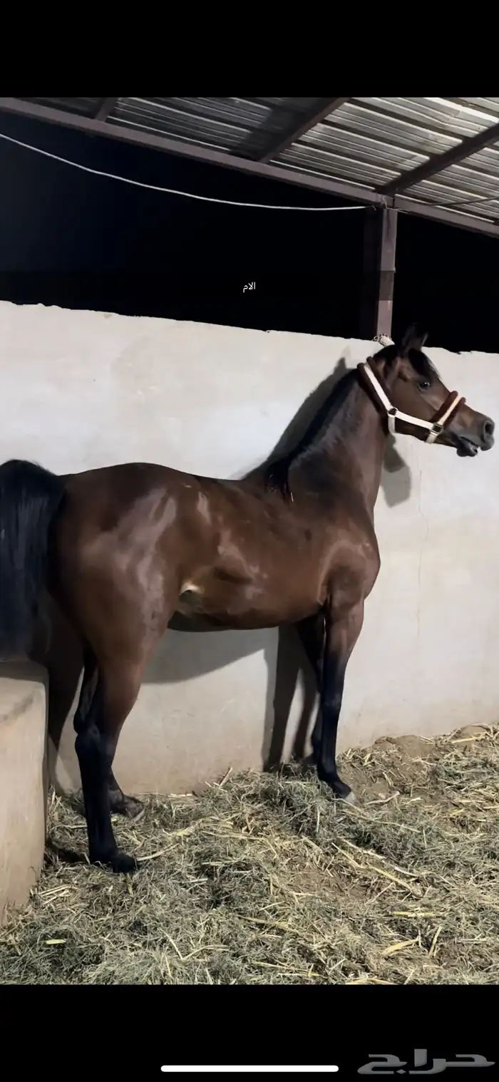 مهر شعبي فاخر للبيع 2