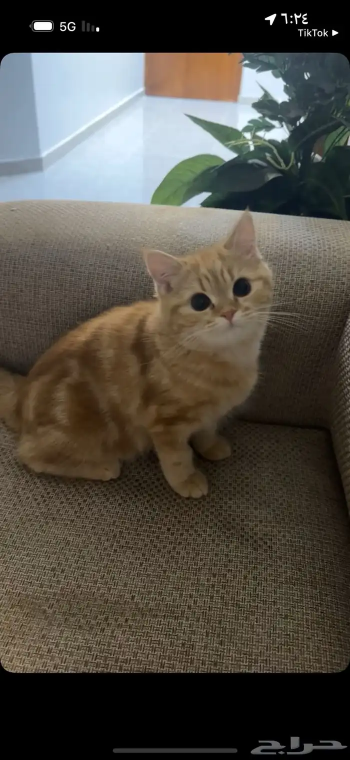 قطه للبيع 200 2