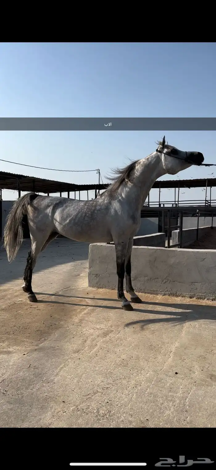 مهر شعبي فاخر للبيع 1