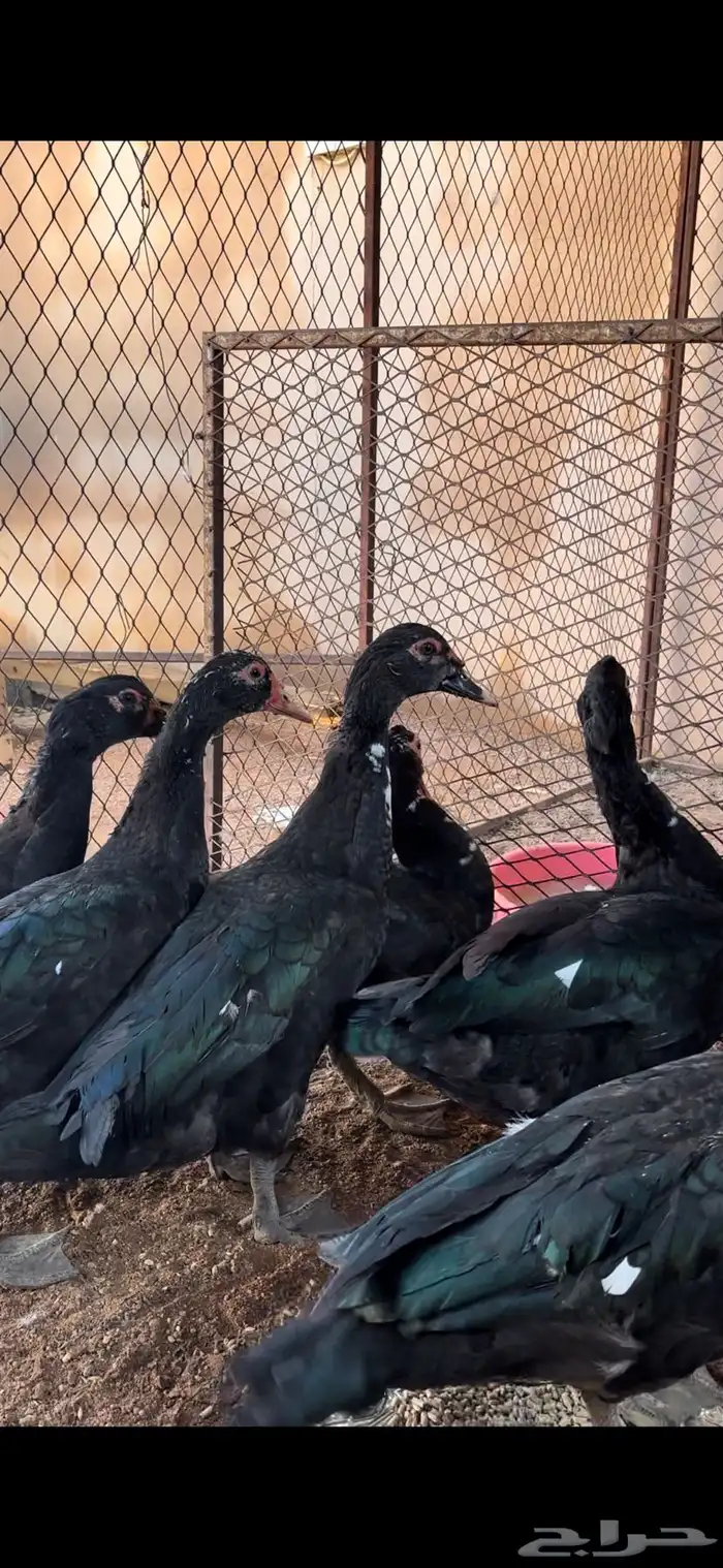 ذكور بط سوداني 1