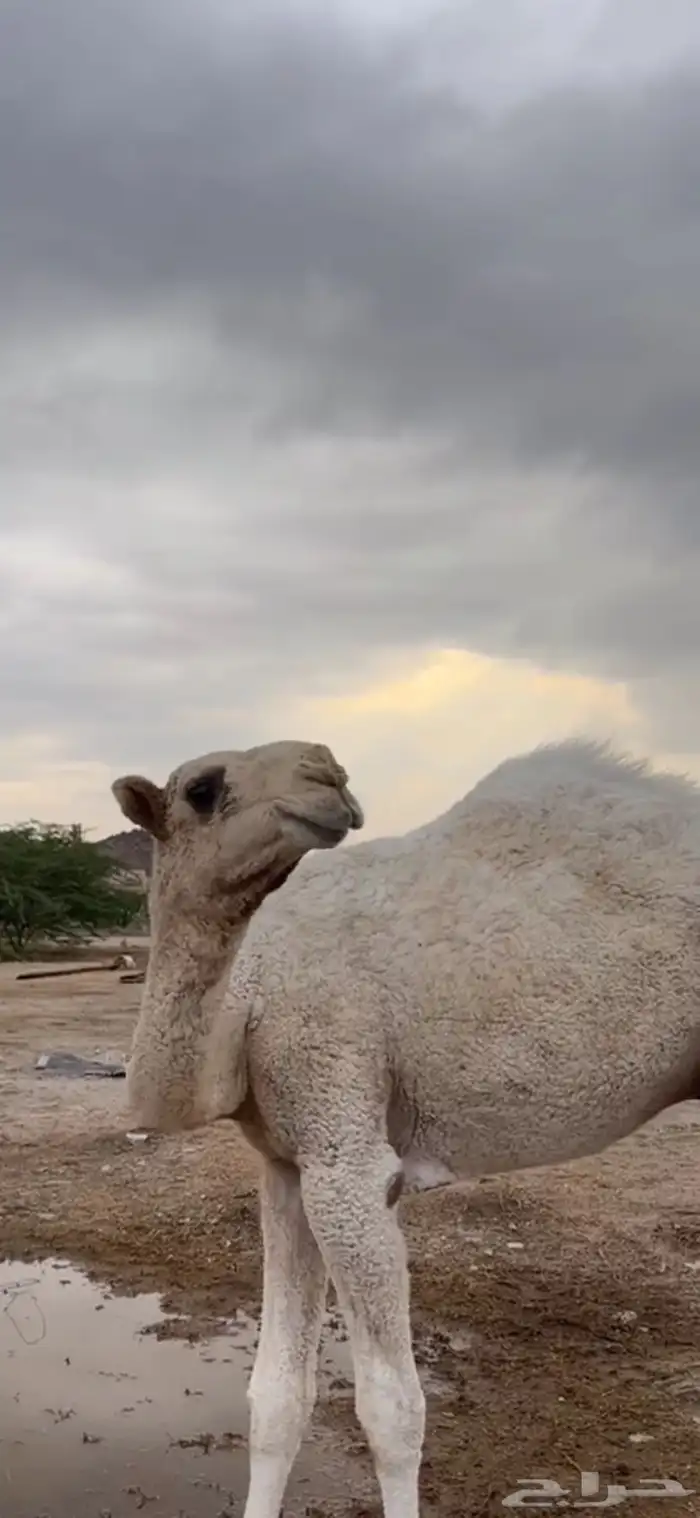 قعود مشروع فحل تمامي على بعير الدويش 2