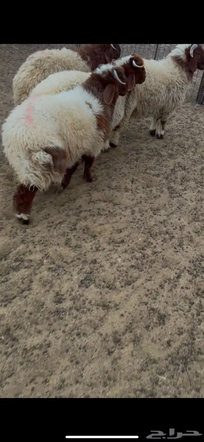 بهم نعيم العدد 4 كلش خروف 0