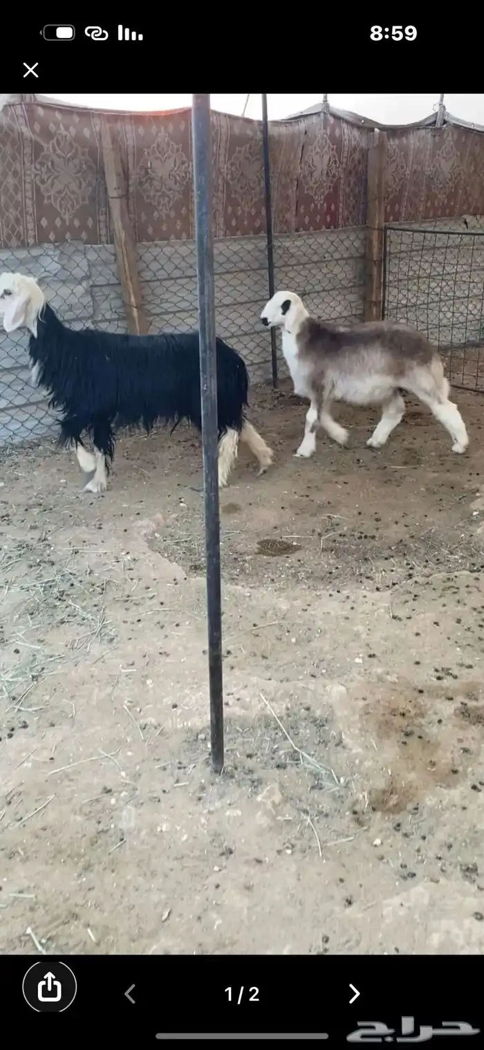 نجديه وولدها 0