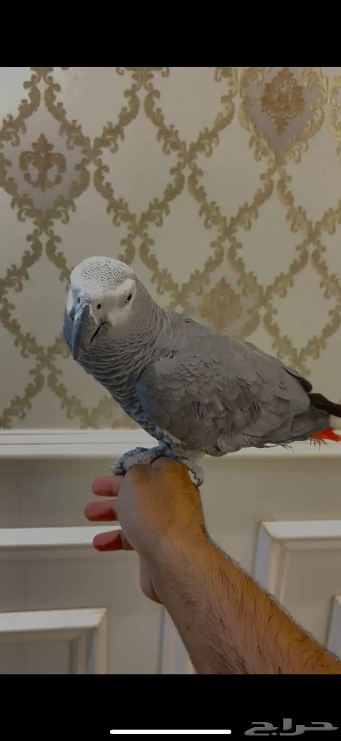 كاسكو اليف متكلم 0