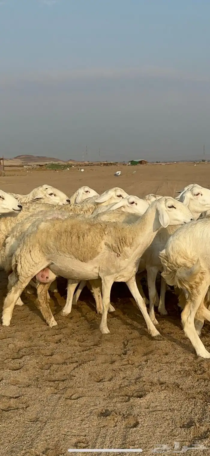 غنم حرية رخال دفيع مراح مقنوي 36 تحتها 1 بلفحل 4