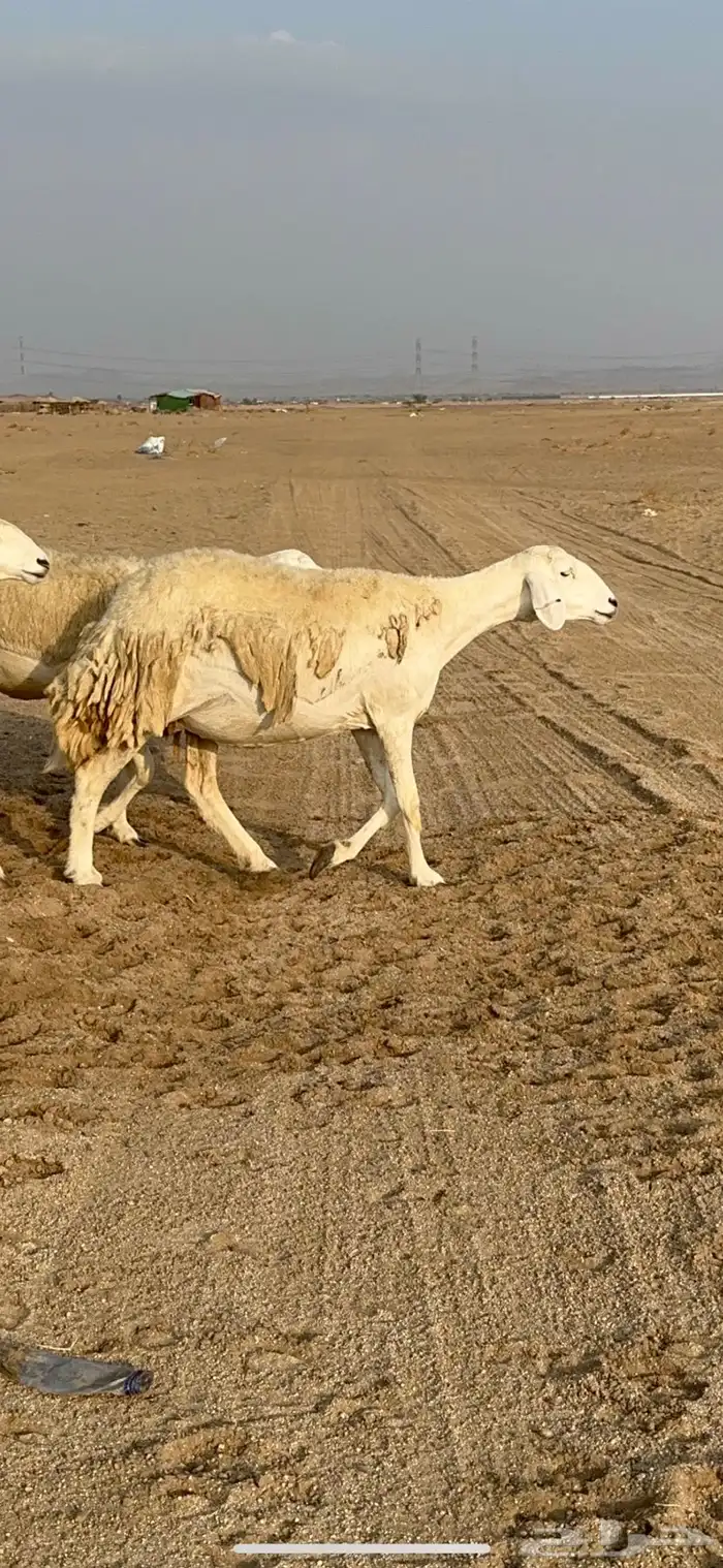 غنم حرية رخال دفيع مراح مقنوي 36 تحتها 1 بلفحل 9