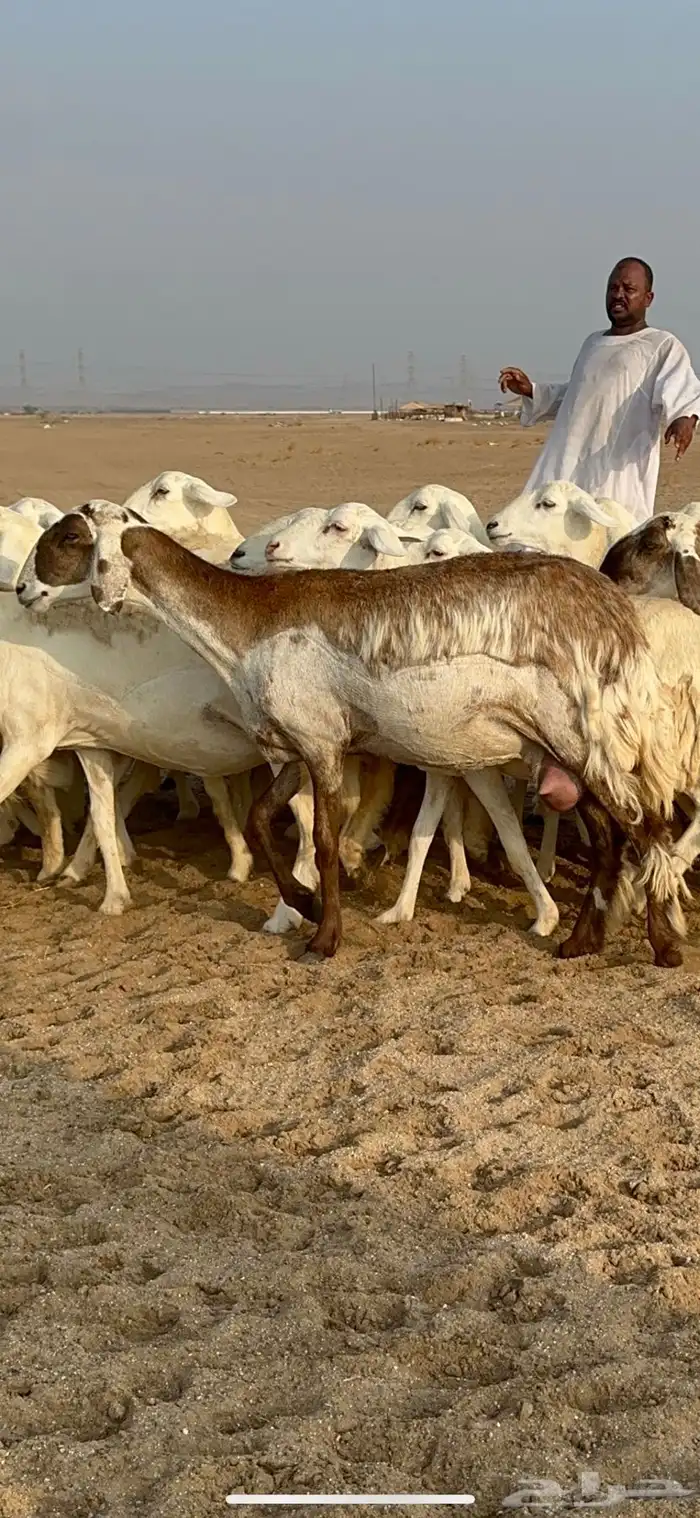 غنم حرية رخال دفيع مراح مقنوي 36 تحتها 1 بلفحل 8