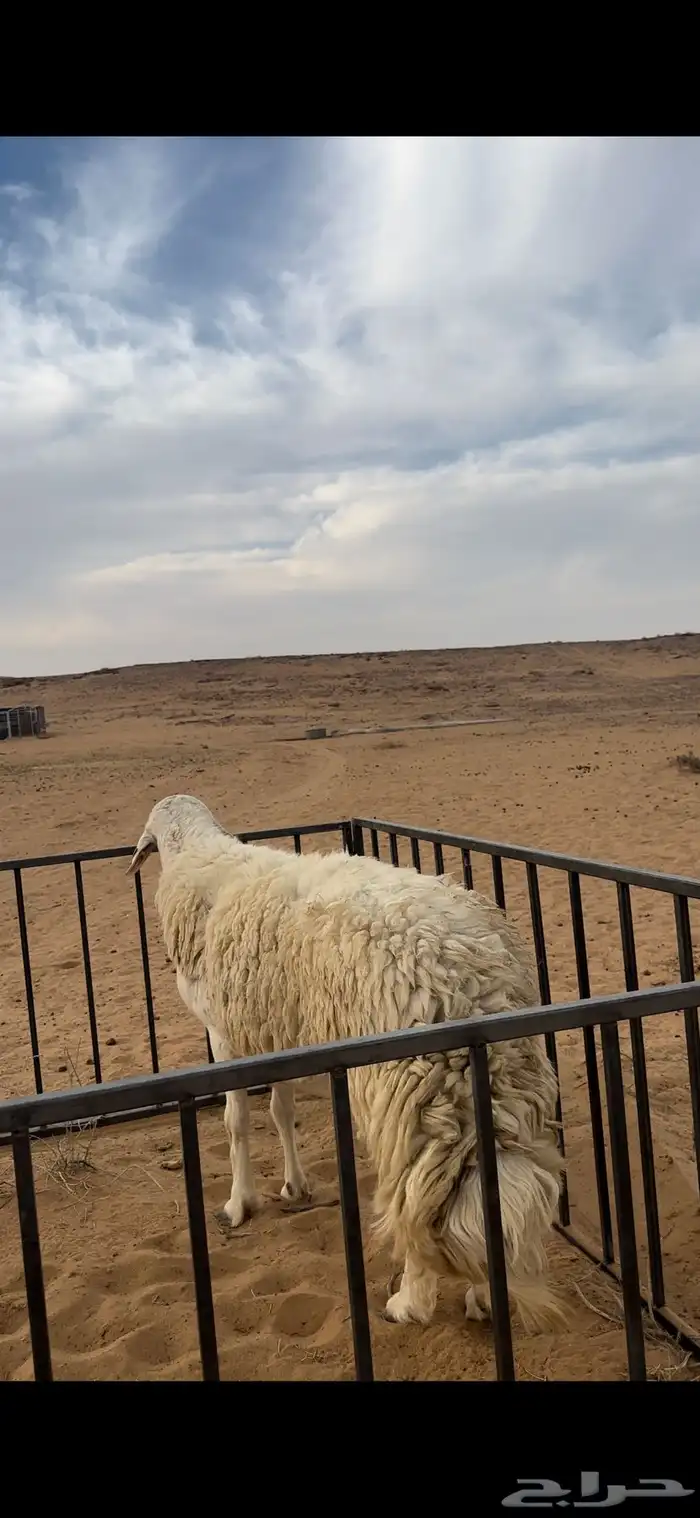 خروف حري صنف مشروط 3