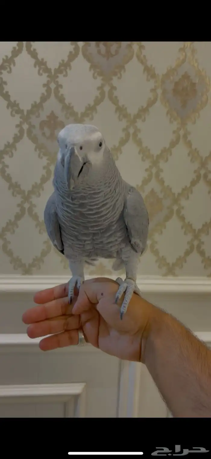 كاسكو اليف متكلم 2