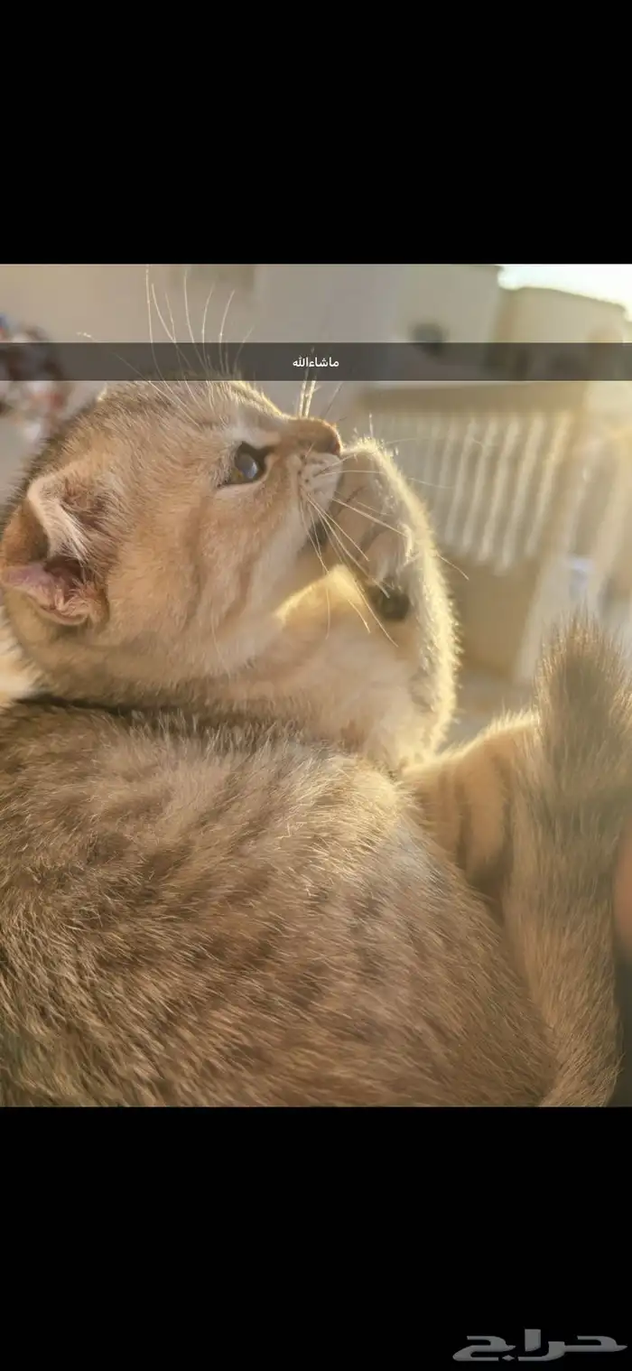 قط سكوتش فولد ذكر 5