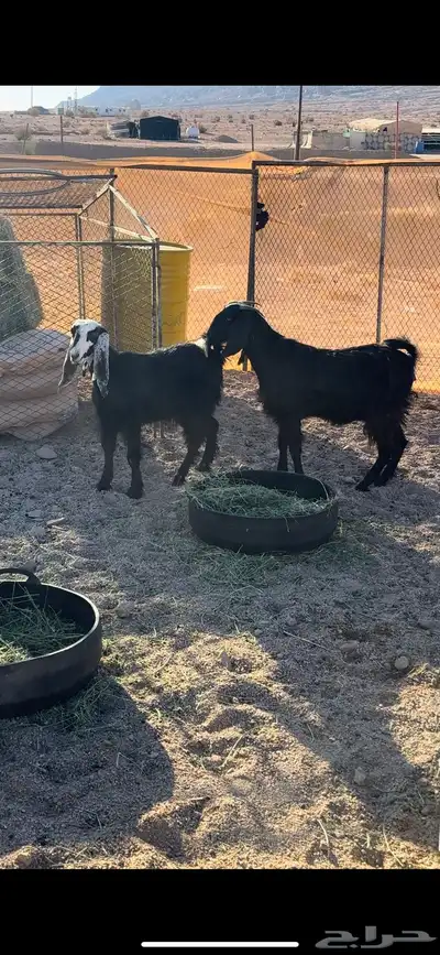 جفار للبيع العدد 2 فل الفل الموقع السرو index