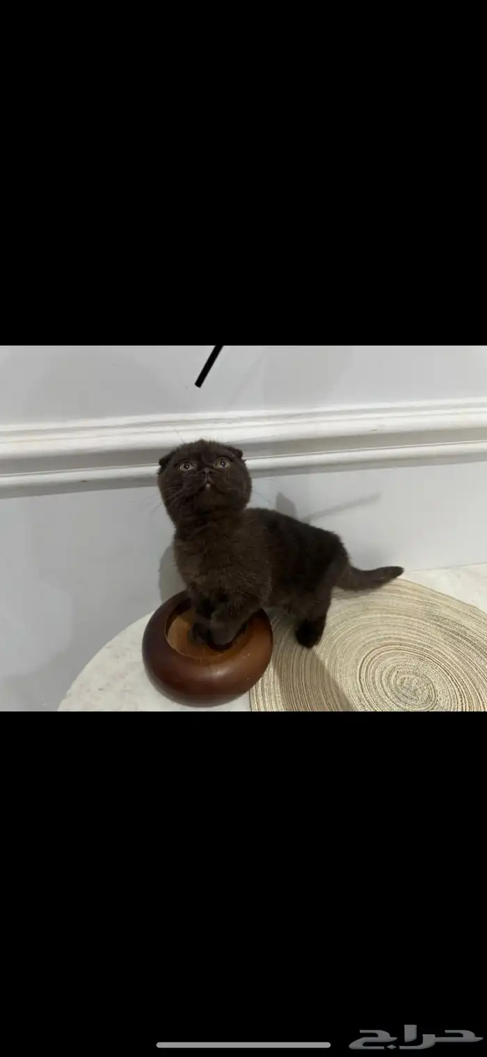 كيتن للبيع اناث وذكوره 4