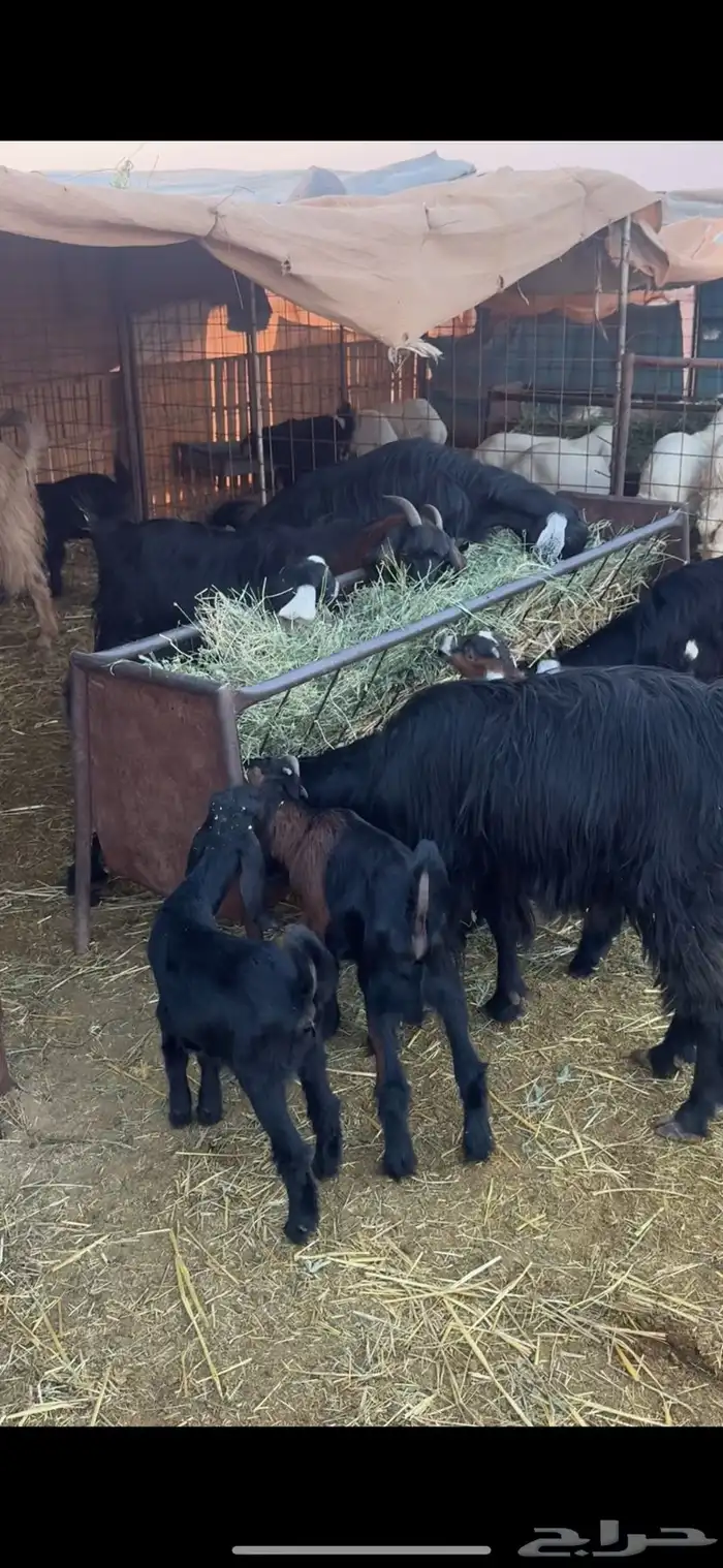 معزاء ولد متاويم 3