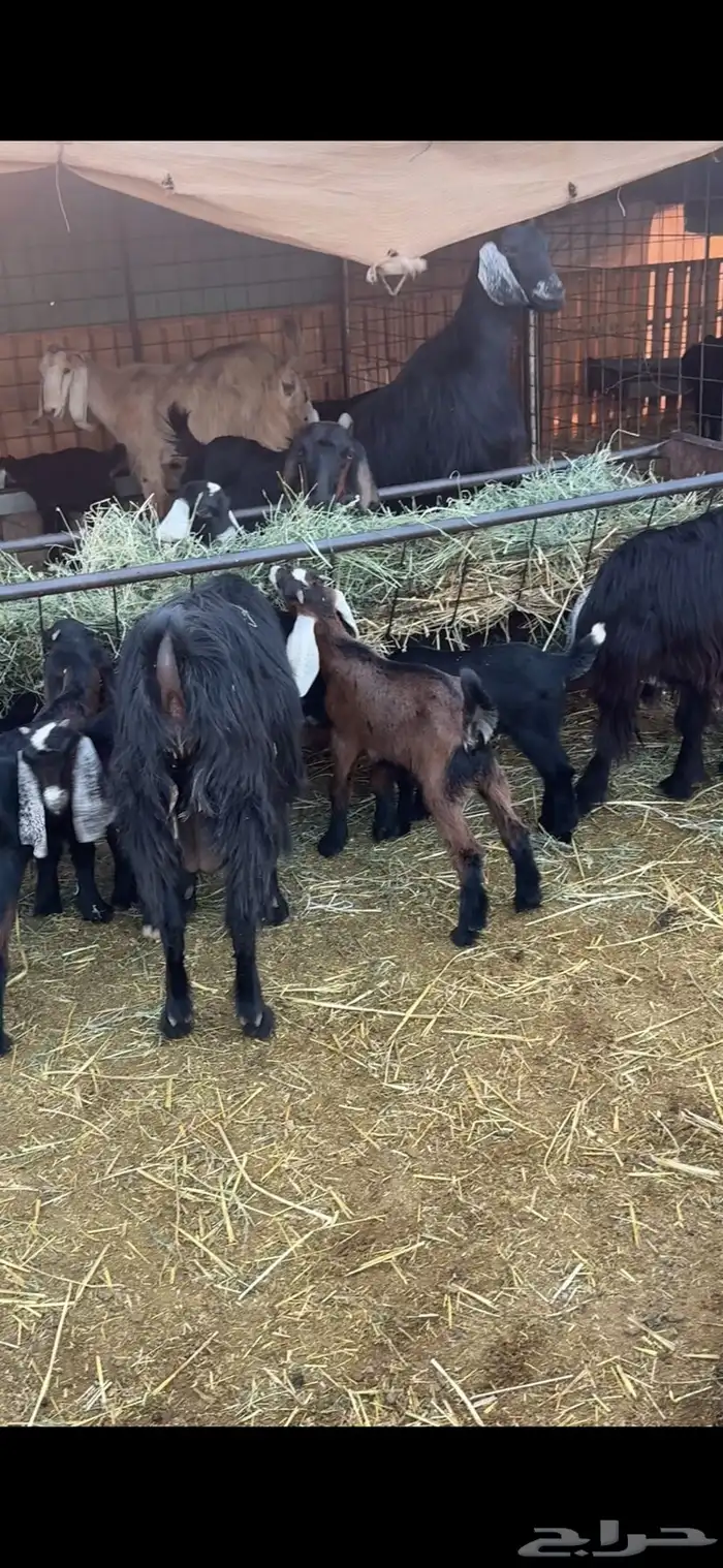 معزاء ولد متاويم 5