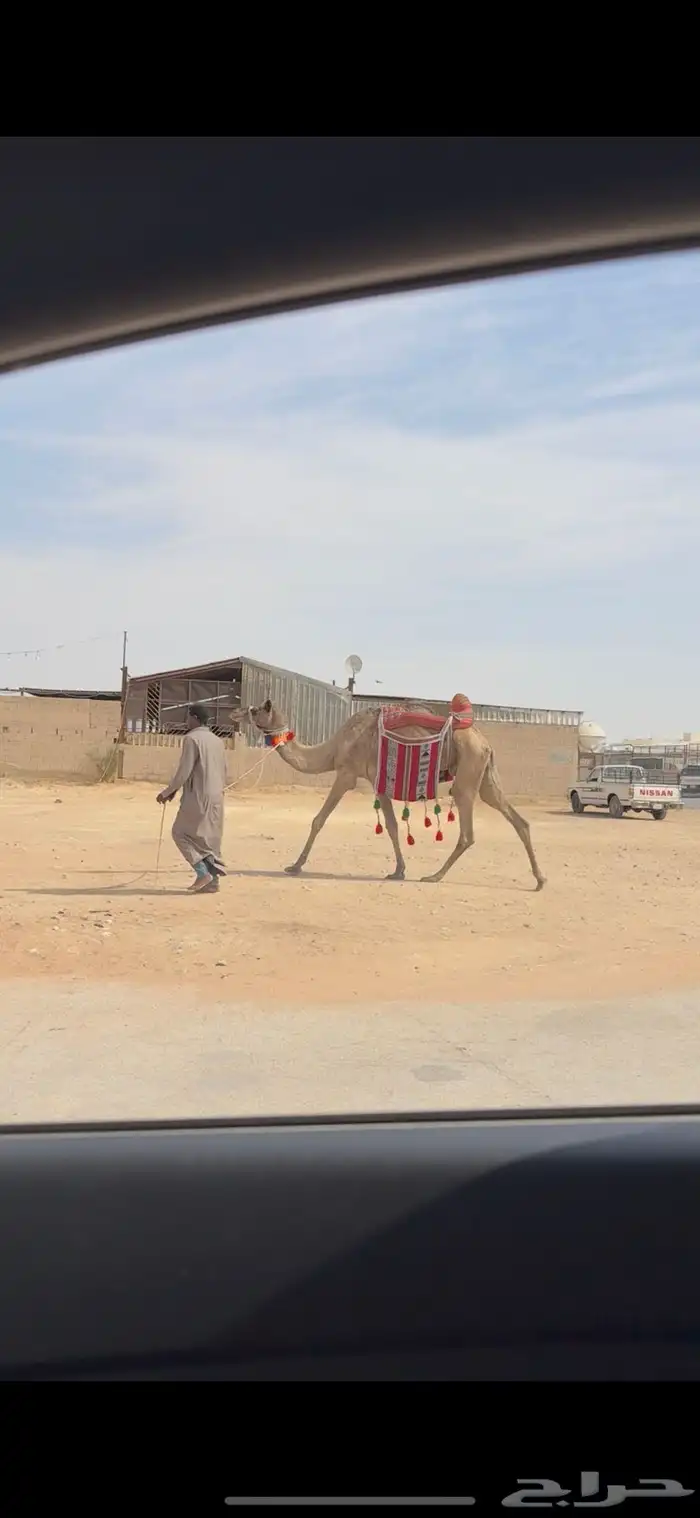 لقحه وضحا ورحول ذلول 1