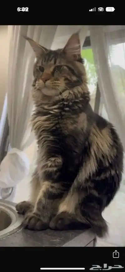 قطط ماين كون العملاقة للبيع باسعار منافسة index