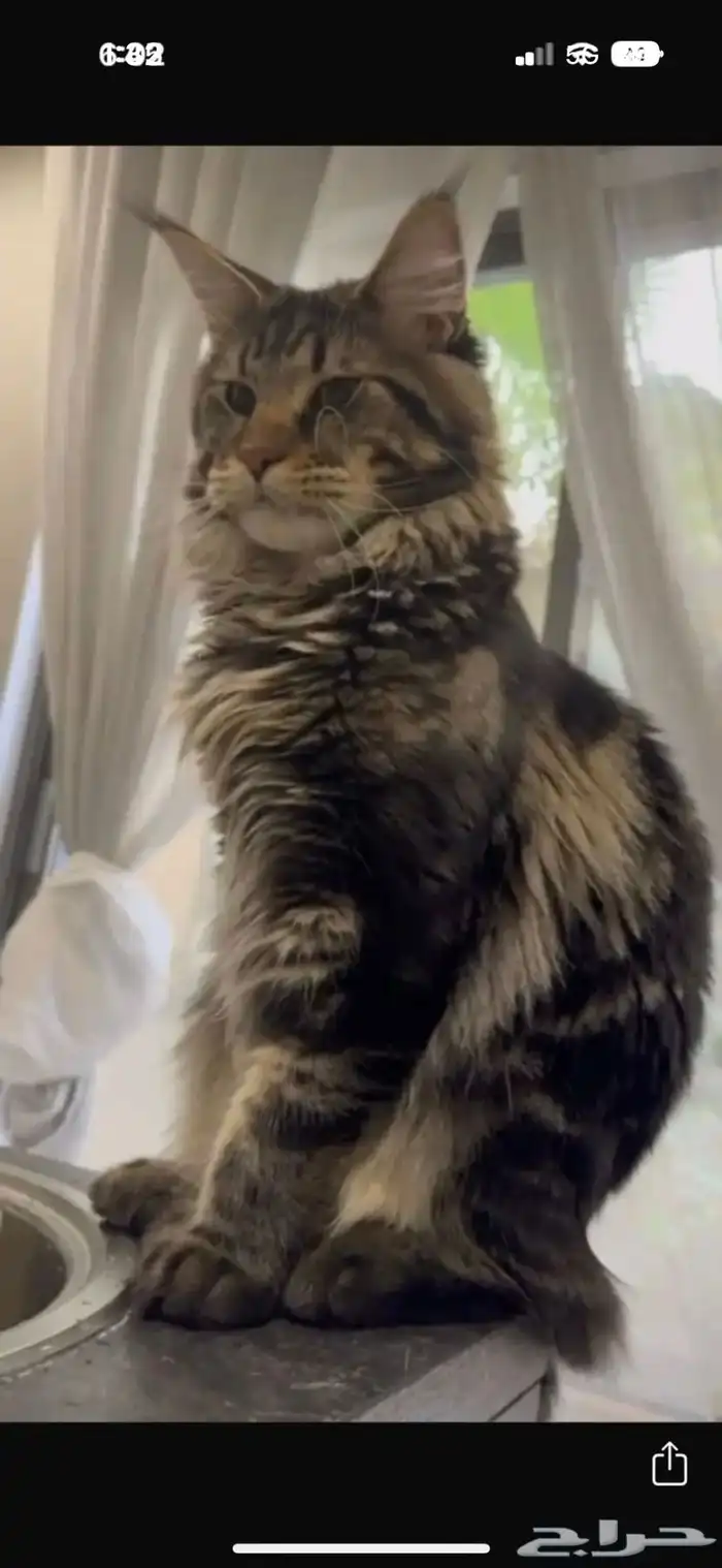 قطط ماين كون العملاقة للبيع باسعار منافسة 2