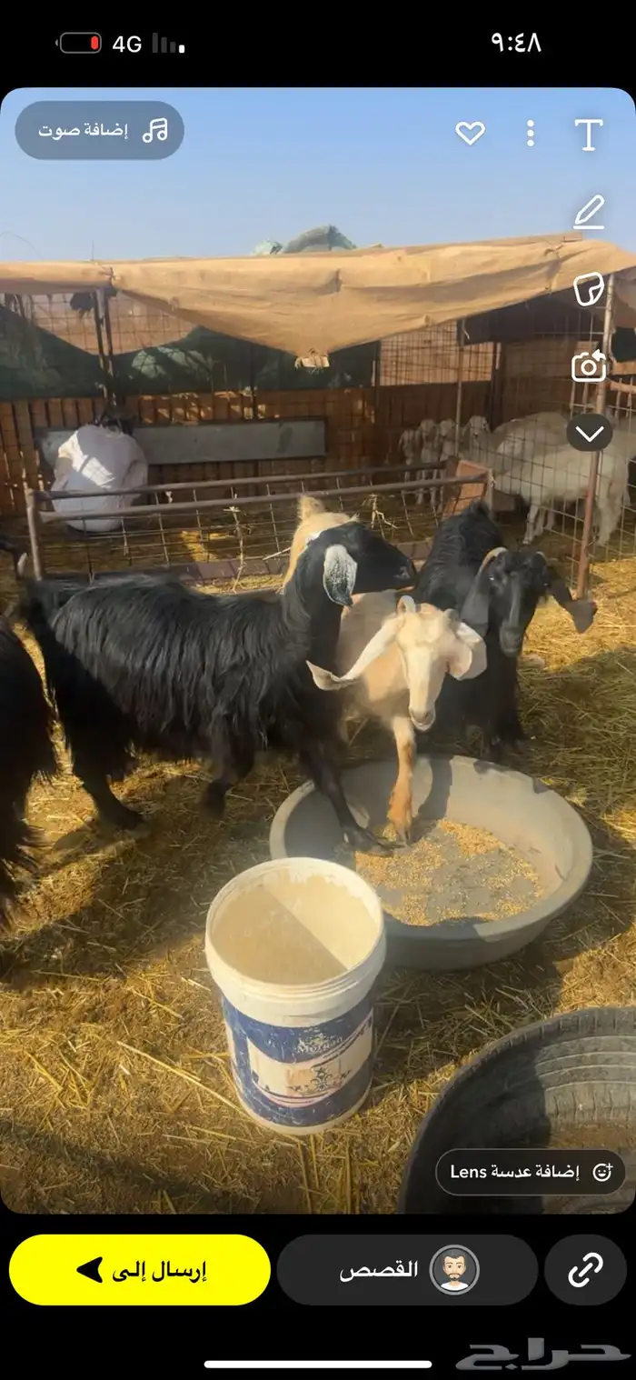 معزاء ولد متاويم 7