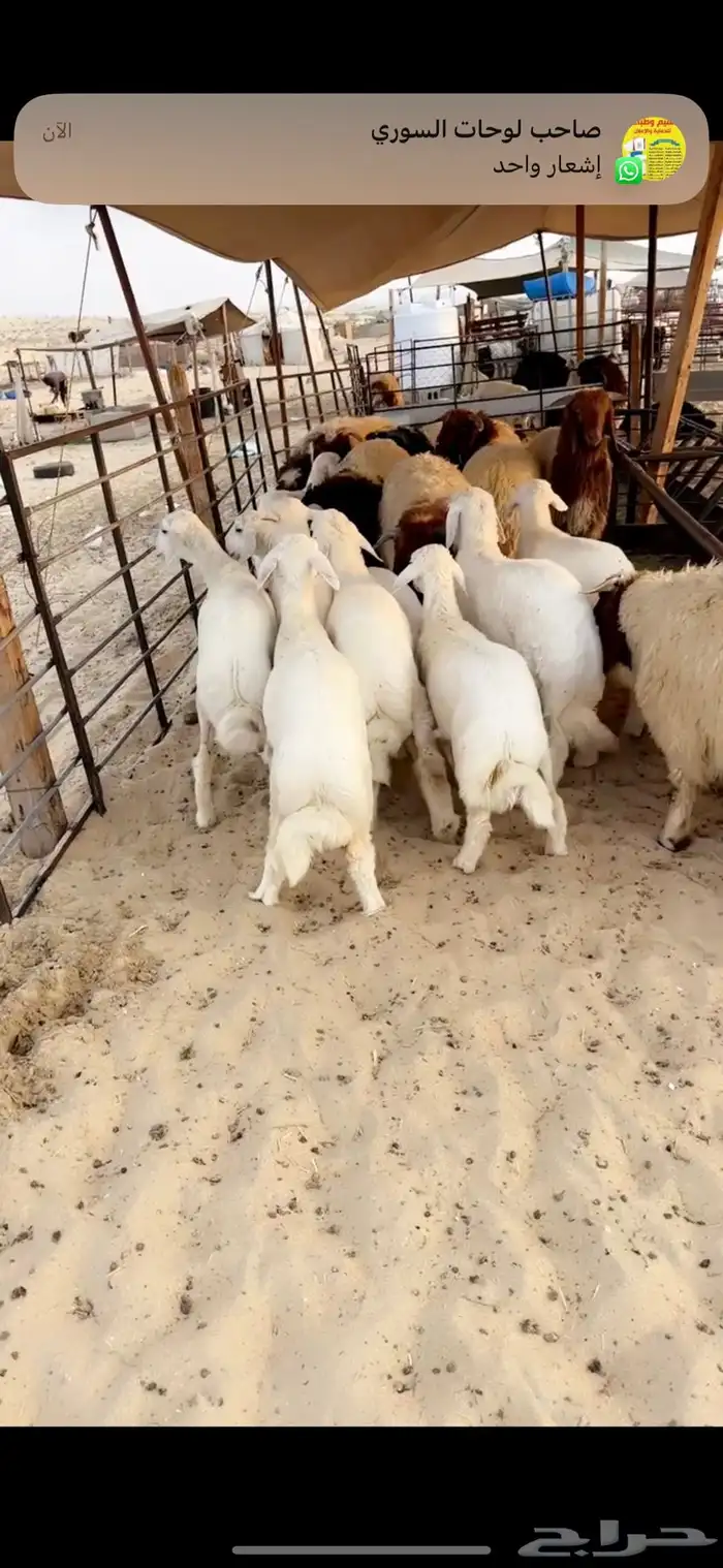 رخال حريات فل الفل 0