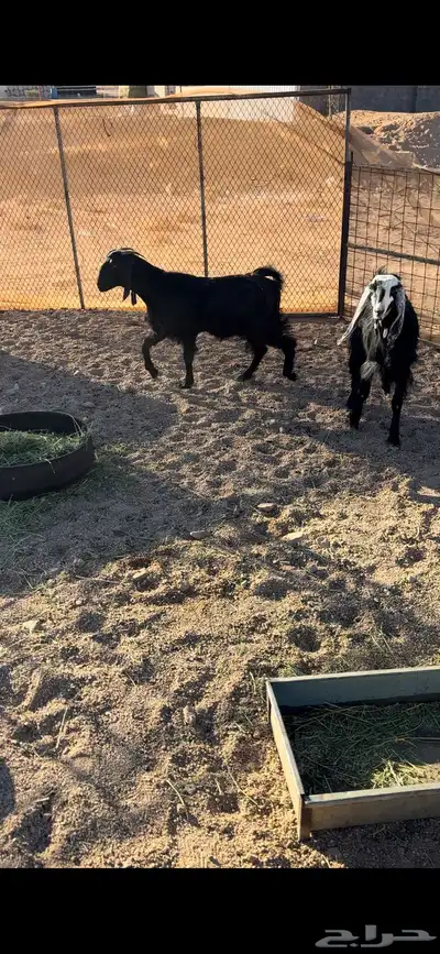 جفار للبيع العدد 2 فل الفل الموقع السرو index