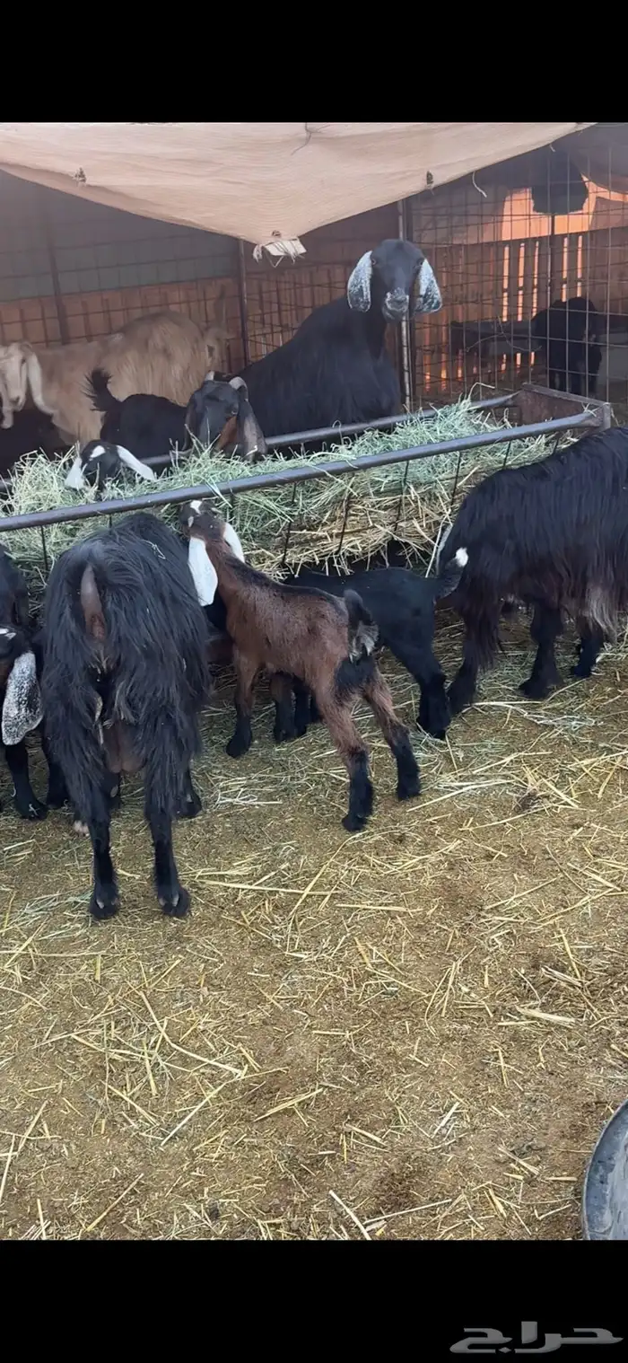 معزاء ولد متاويم 1