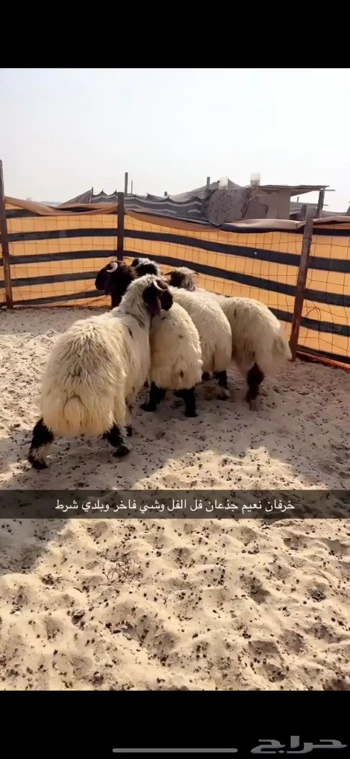 خرفان نعيم جذعان 2