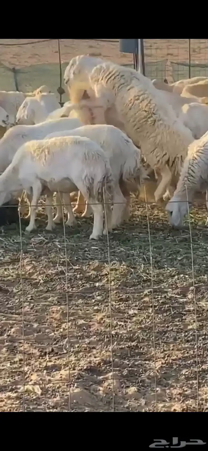 خروف حري صنف مشروط 6