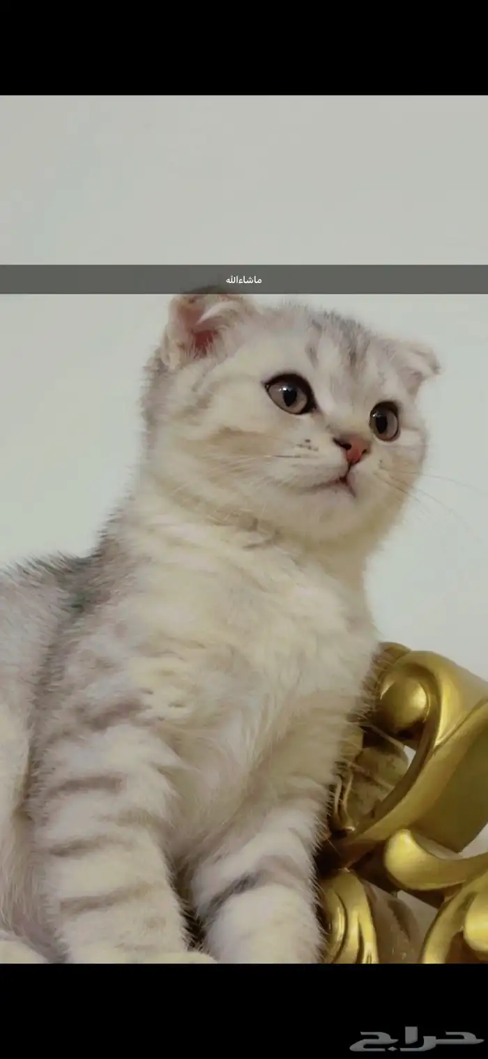 قط سكوتش فولد ذكر 0