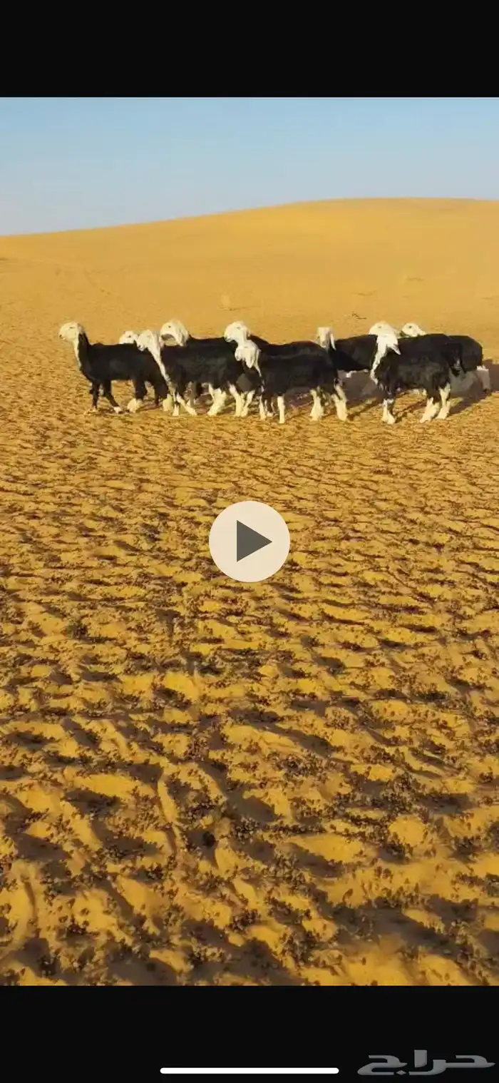 للبيع رخال نجد وبريات ونظيفة شرط 0