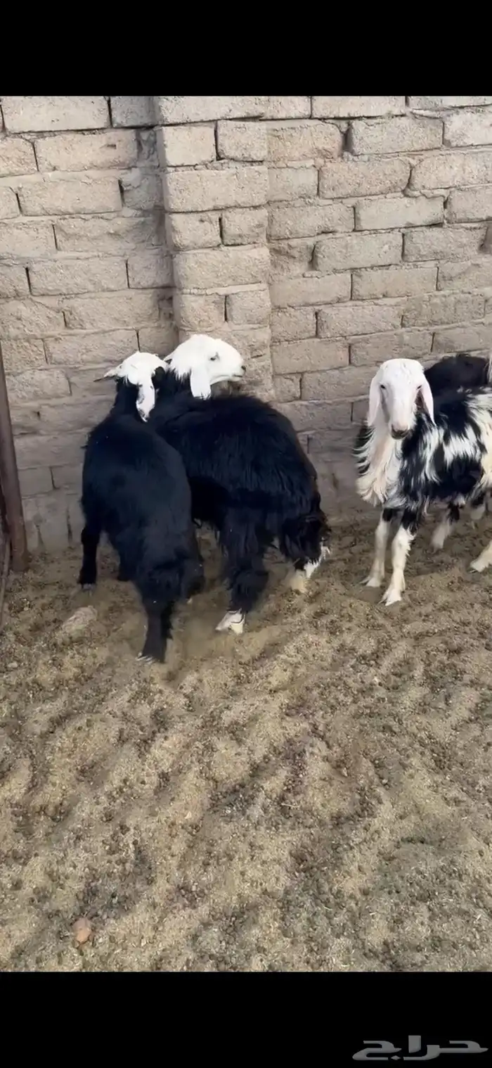 خروفين وثلاث رخال الخروفين فيهن ضعف والرخال فل شحم 0