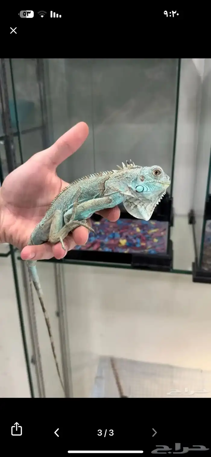 الأغوانا 0