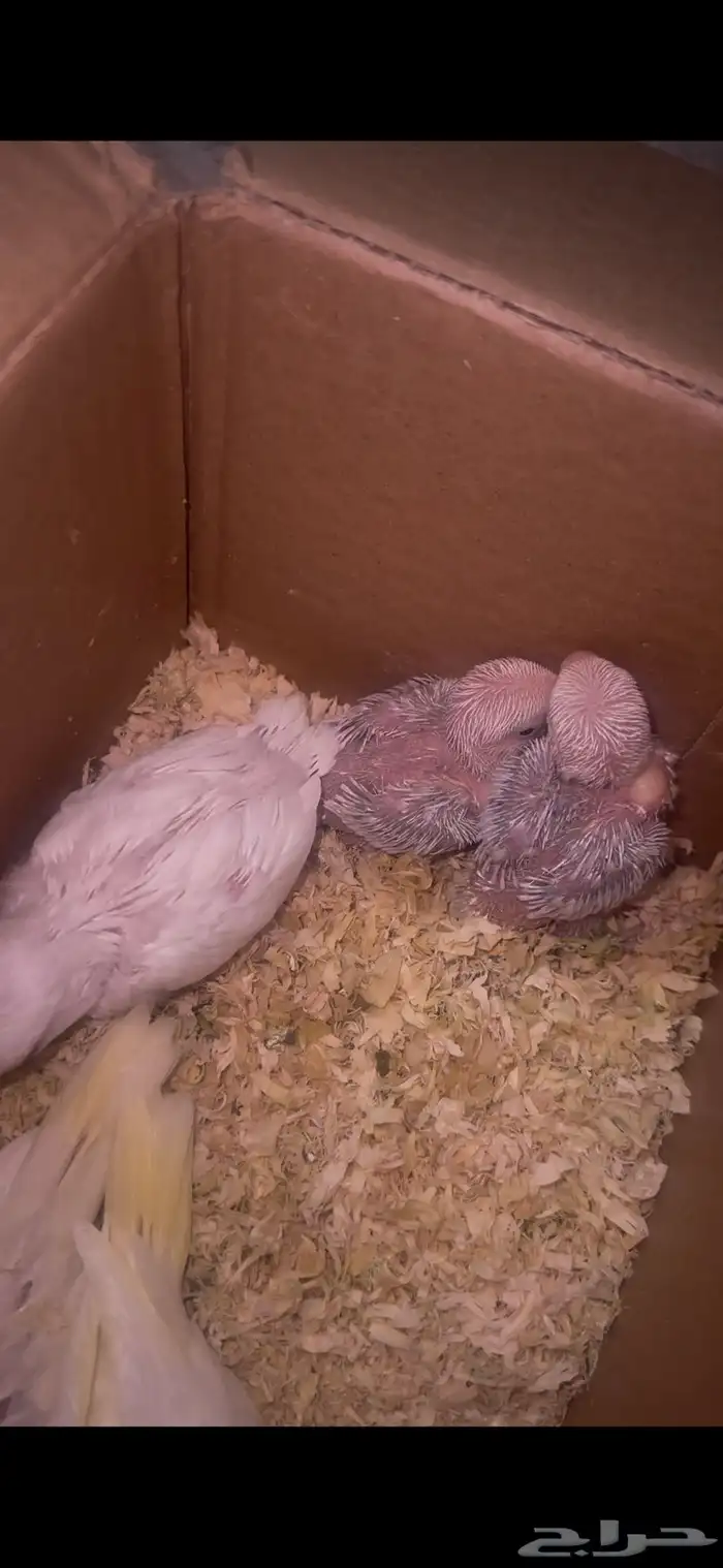 فروخ روز غر 3