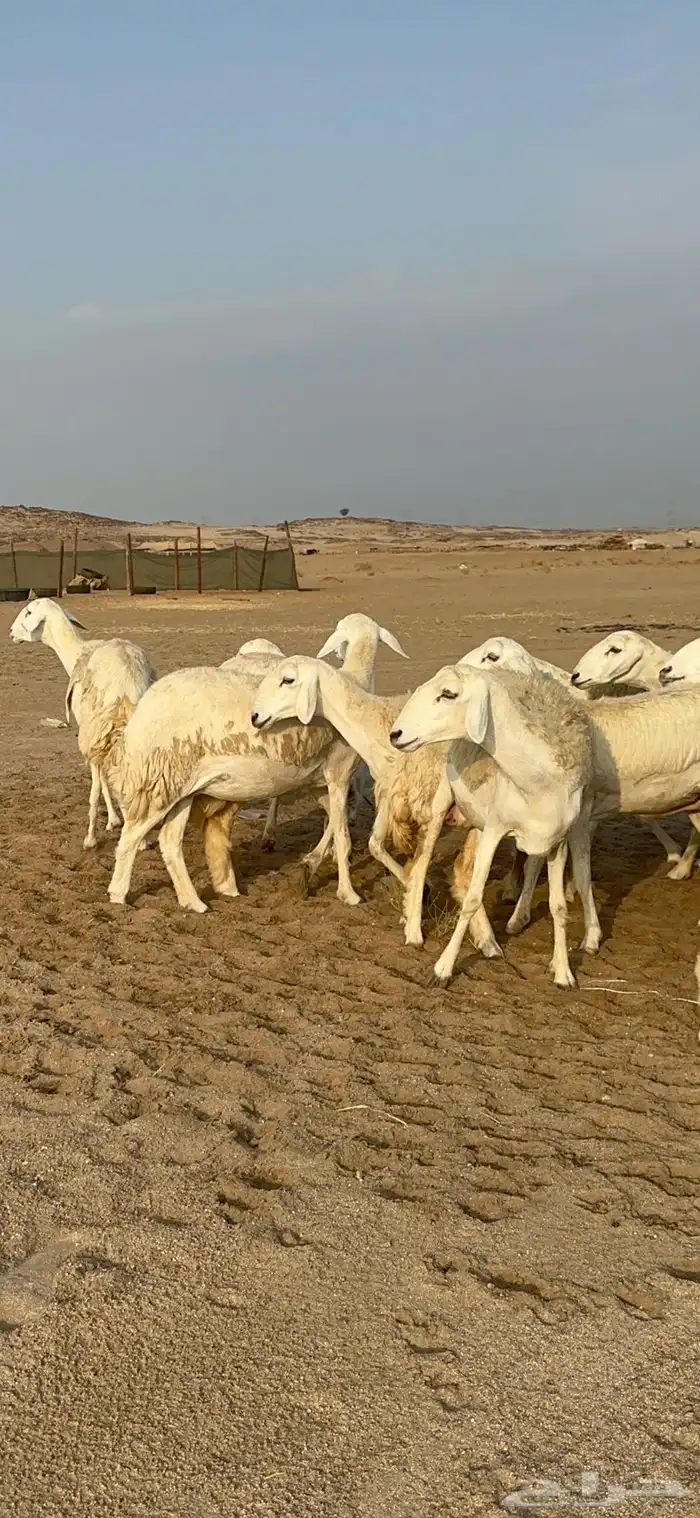 غنم حرية رخال دفيع مراح مقنوي 36 تحتها 1 بلفحل 15