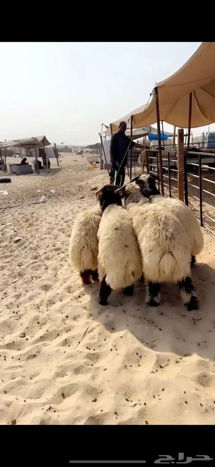 خرفان نعيم جذعان 5