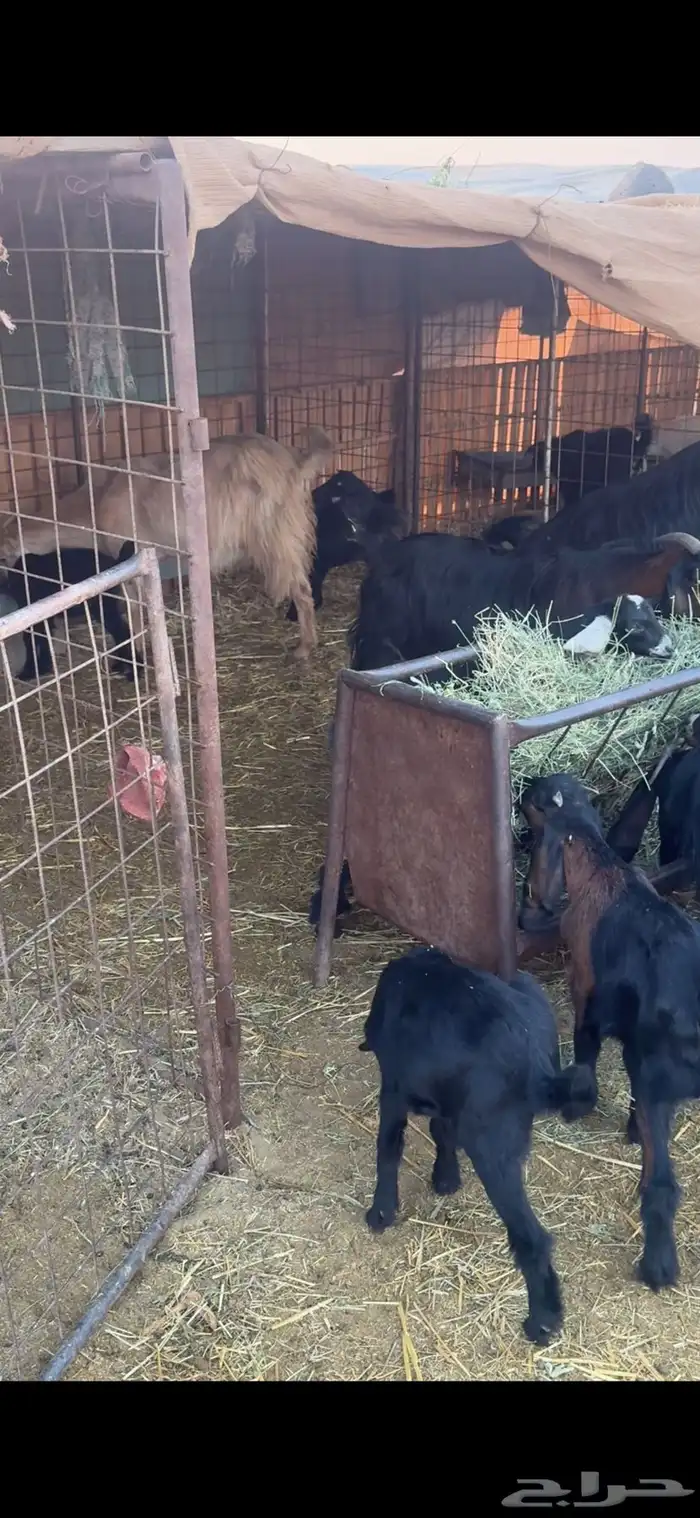 معزاء ولد متاويم 4