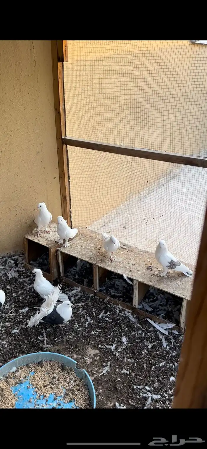 حمام رماني ابيض صك ومكاتيف 0